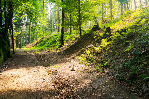 Preview: Country Road Through Forest In Sun Light. Lovely Transportation Background