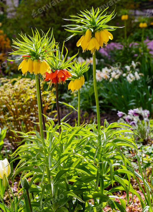 Preview: Orange And Yellow Flowers Of Crown Imperial. Crown Imperial, Imperial Fritillary Or Kaiser'S Crown