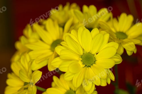 Preview: Beautiful Bright Purple And Yellow Chrysanthemum Flowers, Selective Focus, Macro