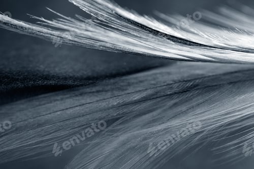 Preview: Black And White Photo Of Rooster Feather With Details And Reflexions