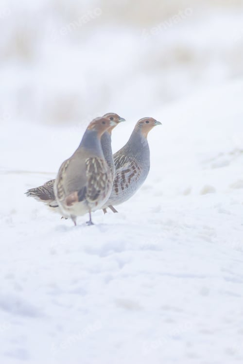 Preview: Winter And Partridge. White Snow Background. Bird: Grey Partridge. Perdix Perdix.