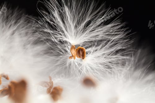 Preview: Abstract Composition With Dried Plants Seeds. Looks Like Dandelion Seeds