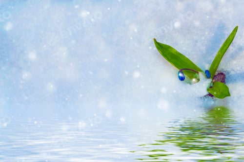 Preview: Nature. Snowdrop Flower Growing In Snow In Early Spring Forest