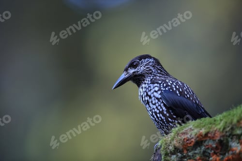 Preview: Spotted Nutcracker, Eurasian Nutcracker Black Forest Germany