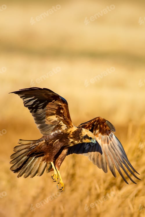 Preview: Flying Wild Bird. Yellow Nature Background.
