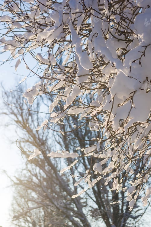 Preview: Winter Landscape - Snow And Icicles On Tree Branches Sparkle In The Rays Of The Bright Sun