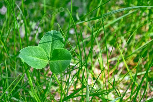 Preview: Green Clover Leaves On A Background Summer Landscape
