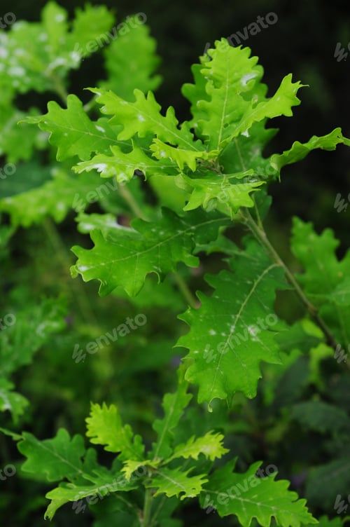 Preview: Oak Branches With Foliage