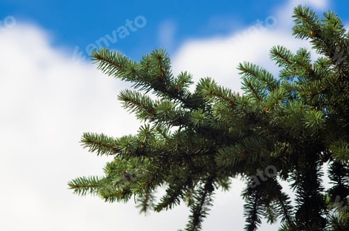 Preview: Green Fluffy Fir Tree Brunch Close Up, Christmas Wallpaper Concept.