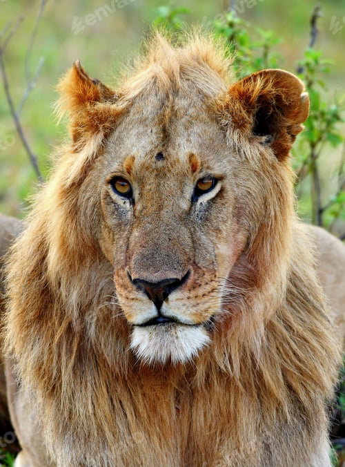Preview: Male African Lion In The Maasai Mara, Kenya