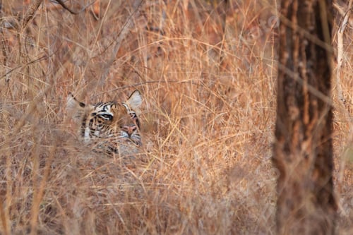Preview: Bengal Tiger In Bandhavgarh National Park, India