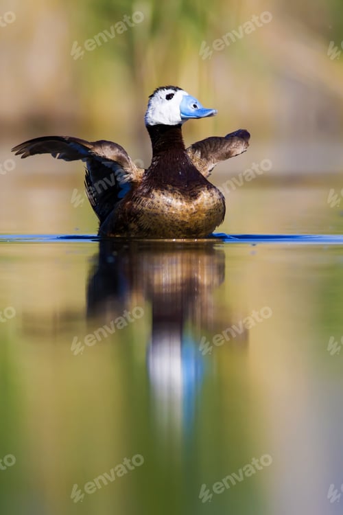Preview: Swimming Duck. Colorful Lake Background. Bird: White Headed Duck. Oxyura Leucocephala.