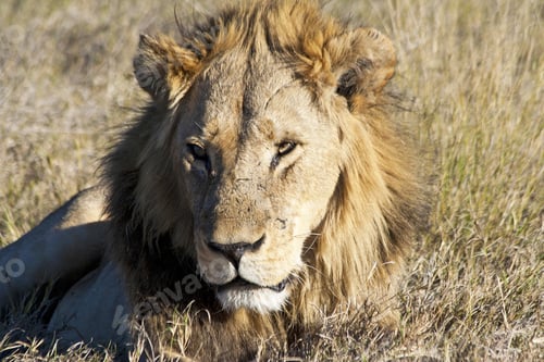 Preview: Male African Lion In The Okavango Delta, Botswana
