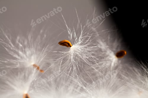 Preview: Abstract Composition With Dried Plants Seeds. Looks Like Dandelion Seeds