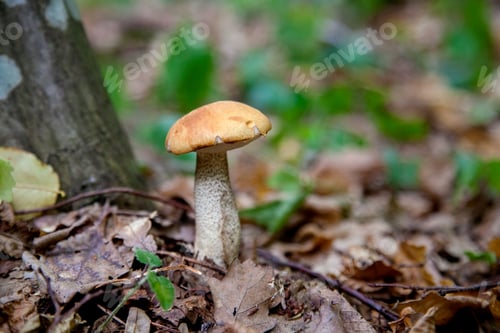 Preview: Orange Cap Boletus. Crop Of Forest Edible Mushrooms. A Young Boletus Grows In The Aspen Forest, A