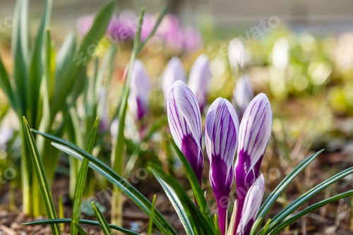 Preview: Beautiful Spring Background With Close-Up Of A Group Of Blooming Purple, Yellow, White Crocus
