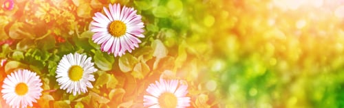 Preview: White Bright Daisy Flowers On A Background Of The Summer Landscape.