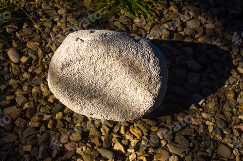 Preview: White Porous Stone Lying On The Gravel Path With Green Grass