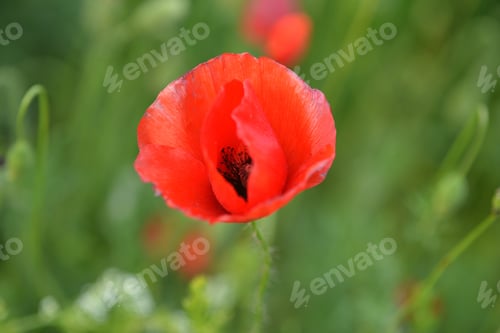 Preview: Vibrant Red Poppy Flower in Green Meadow