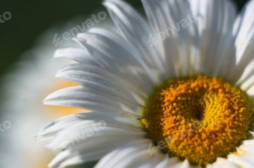 Preview: Blooming Camomile, Selective Focus