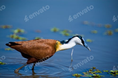 Preview: Bird In The Kruger National Park, South Africa