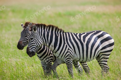 Preview: Zebras In The Serengeti National Park, Tanzania