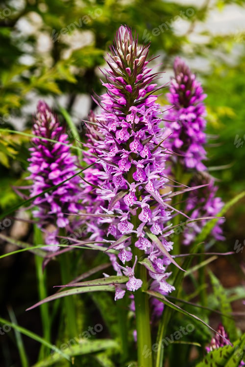 Preview: Spotted Orchid Or Spotted Orchid (Lat. Dactylorhíza Maculata) - A Kind Of Herbaceous Plants Of The