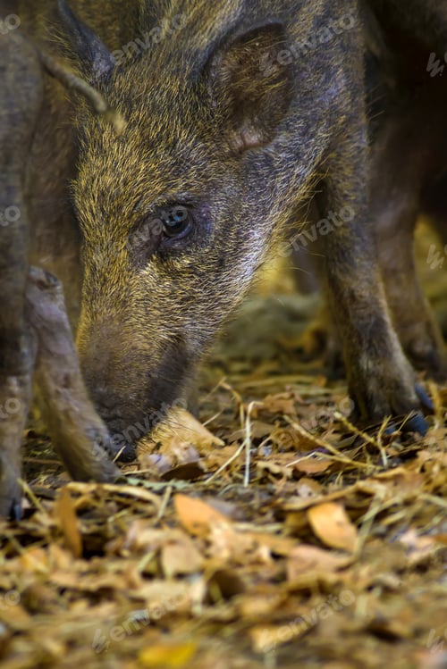 Preview: Baby Wild Boar. Forest Background Boar,Sus Scrofa.