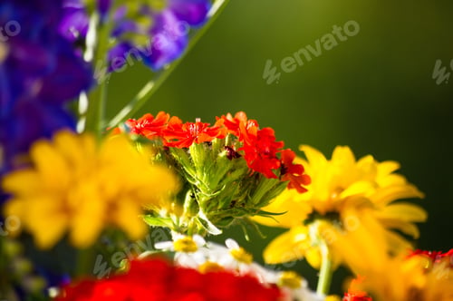 Preview: A Colorful Bouquet Of Bright Spring Flowers Of Various Types, Close-Up