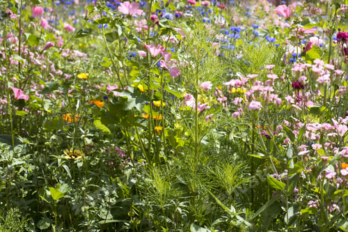 Preview: Summer Flowers