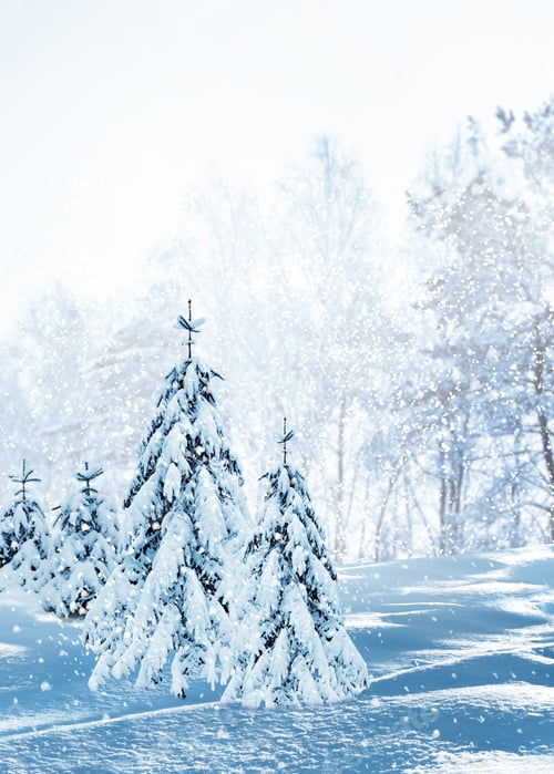 Preview: Winter Forest. Winter Landscape.