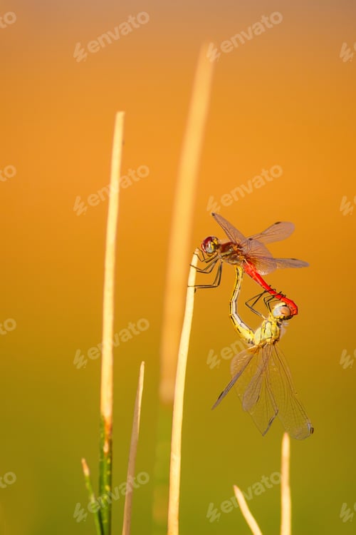 Preview: Colorful Dragonfly. Green, Yellow, Orange Background.