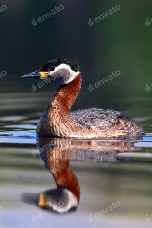 Preview: Swimming Bird. Nature Background. Bird: Red Necked Grebe. Podiceps Grisegena.