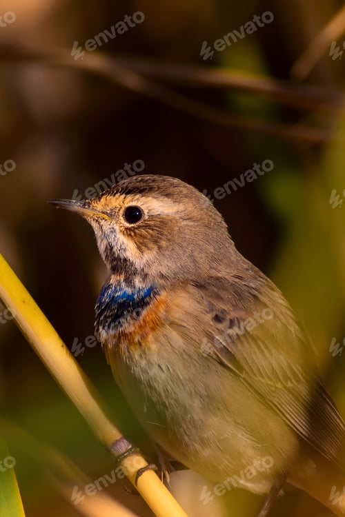 Preview: Cute Bird. Colorful Natural Background. Bird: Common Bird Bluethroat. Luscinia Svecica.