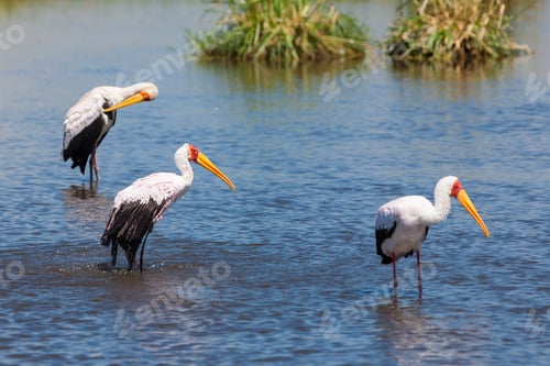 Preview: Yellow-Billed Storks (Mycteria Ibis), Lake Nakuru National Park, Kenya
