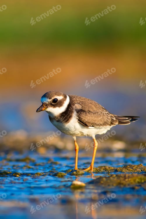 Preview: Cute Little Water Bird. Blue, Yellow, Green, Nature Background. Bird: Common Ringed Plover