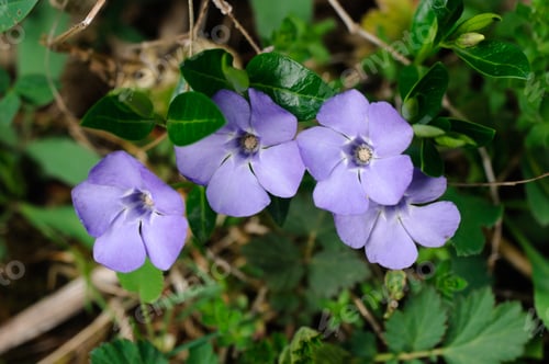 Preview: Blooming Vinca Minor