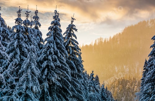 Preview: Snowy Spruce Forest At Gorgeous Sunset. Beautiful Nature Scenery In Winter