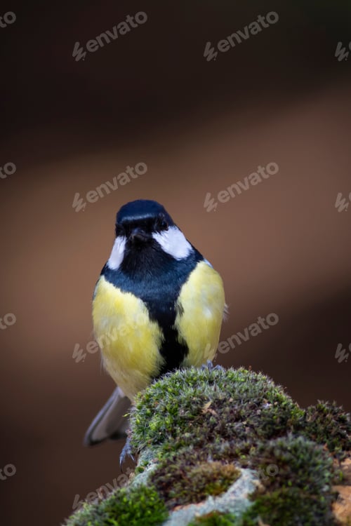 Preview: Cute Little Bird. Dark Green Nature Background. Bird: Great Tit. Parus Major.