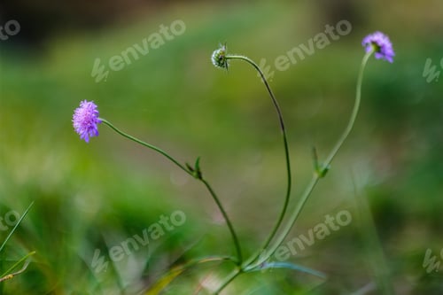 Preview: Grass Bents Abstract Nature Texture With Blur Background And Autumn Colors