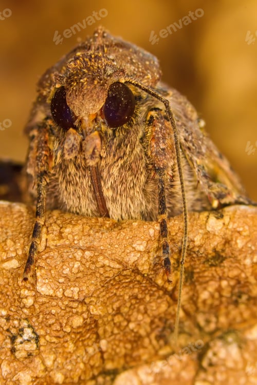 Preview: Amazing Insect Moth Yellow Nature Background.