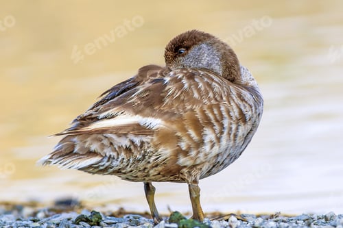 Preview: Resting Duck. Nature Background. Common Duck: Red Crested Pochard.