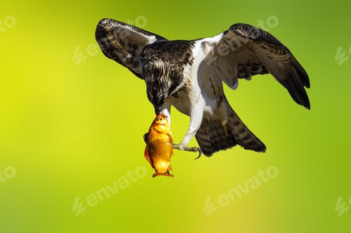 Preview: Osprey With Its Hunt. Isolated Bird. Green Yellow Nature Background. Bird: Western Osprey. Pandion