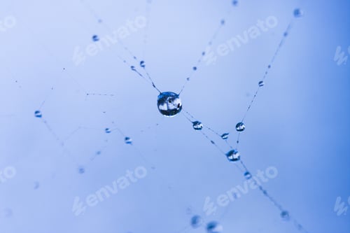 Preview: Abstract Composition With Water Drops, Spiderwebs And Bokeh. Image Has Grain Texture Visible On Its