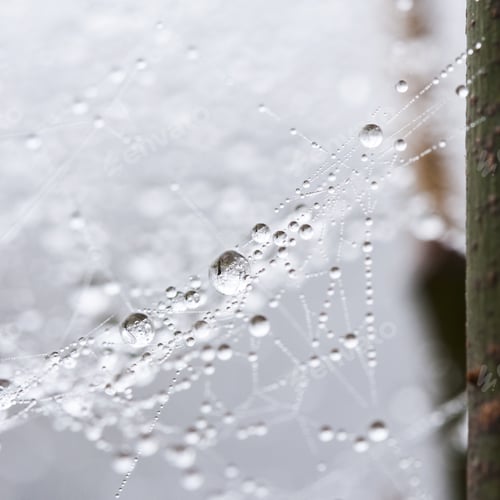 Preview: Abstract Composition From Nature, With Many Beautiful Water Drops On Spiderwebs