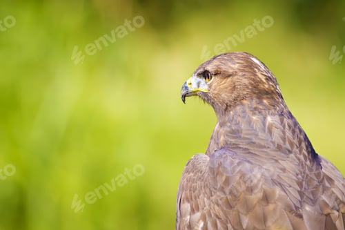 Preview: Hawk Portrait. Green Nature Background Long Legged Buzzard / Buteo Rufinus
