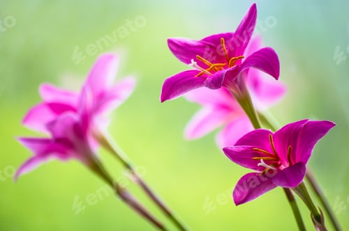Preview: Decorative Pink Flower Rain Lily (Zephyranthes Grandiflora) On Blurred Background Closeup