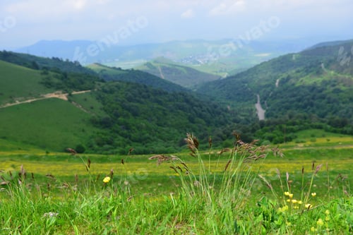 Preview: Clump Of Grass Plant In Natural Habitat