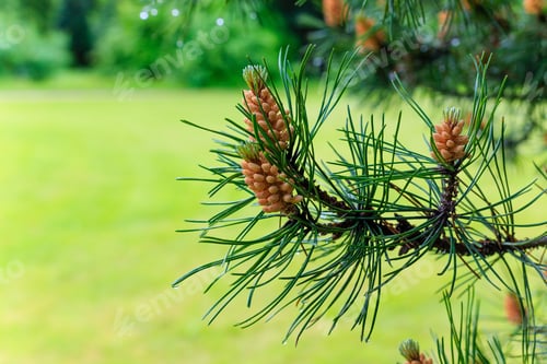 Preview: The Branches Of The Pine Trees On A Natural Background. Conifers In The Garden.