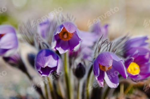 Preview: Pulsatilla Patens Common Names Include Eastern Pasqueflower, Prairie Crocus, And Cutleaf Anemone In